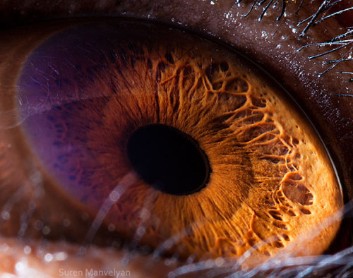 Macro closeups of animal eyes