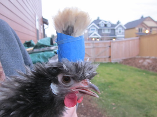 clickthefrog:  chickenkeeping:  draconym:  chickenkeeping:  yemenitehole:  lord-kitschener:  chickenkeeping:  chickenkeeping: whats the best way to trim the crest+beard of a silkie? this lady can barely see with all that floof!  apparently some people