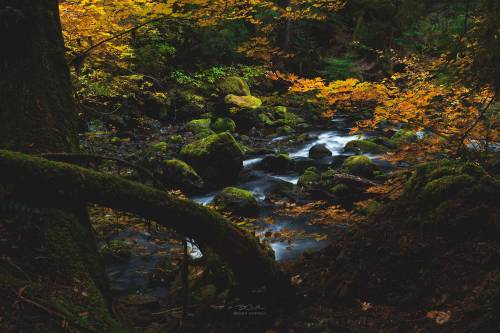 brandtcampbell: A tranquil woodland creek accented by mossy boulders and warm fall foliage. Metal pr