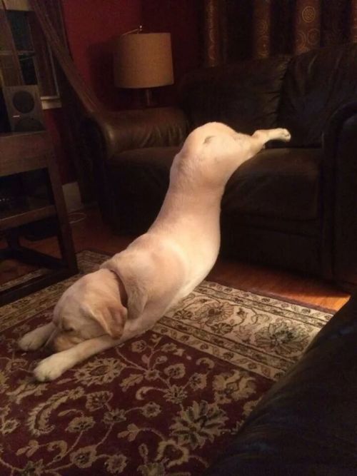 vastderp:pleatedjeans:He woke up and started to get off the couch then went back to sleeping like th