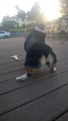 lilikoimcgilliganthecorgi:  Twerk it