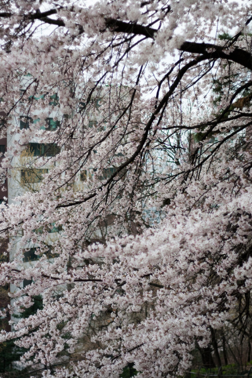 fuckyeahjapanandkorea:Some People Live Here. (by Deibu)