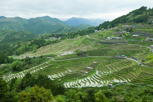 Traditional Japanese rice paddy terraces, Maruyama, Kumano