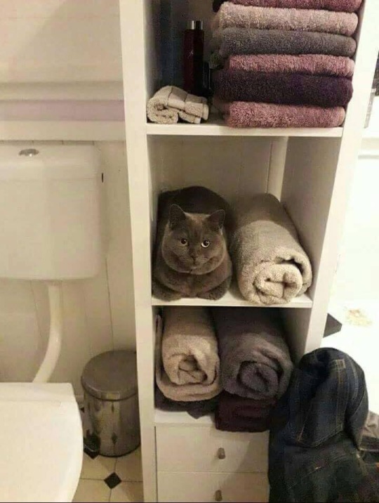 coolcatgroup:  cat-memes-only:  “Am towel”  