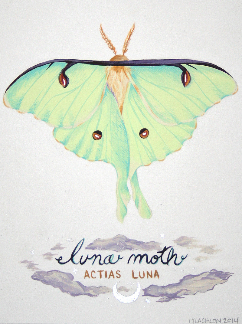 Selections from a series of moth paintings- Columbia Silk Moth, Death Head and Luna Moth. gouache. 2013 - 2014