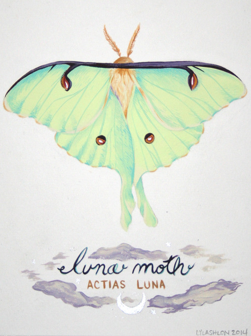 Selections from a series of moth paintings- Columbia Silk Moth, Death Head and Luna Moth. gouache. 2