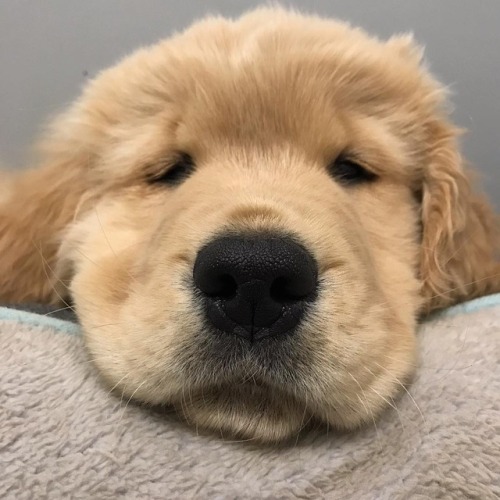 Credit: George.thegoldenpup