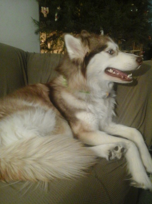 Here, have a pappu for you troubles this is my dog Zoey, shes a purebred siberian husky that stopped growing around 8 months or so she only comes to my knee mini-husky