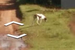 foxfamilyfeatures:  it seems like this dog chased the google streetview car for a while until it lost interest and wandered off  