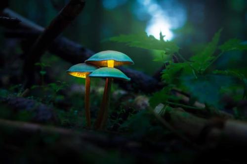 landscapesdaily:Check out our landscape blog - ift.tt/2sGLyRv Tiny glowing mushrooms in sout
