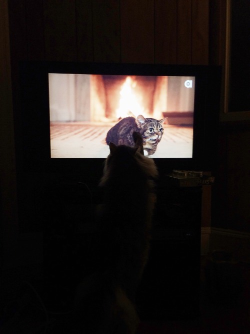 Figaro is spending this holiday season watching Lil&rsquo; Bub&rsquo;s Yule log