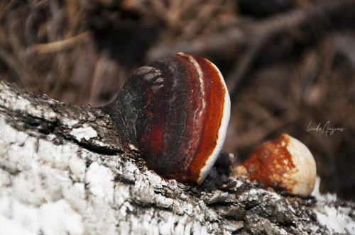 Fomitopsis pinicola on a fallen birch.