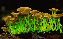 nubbsgalore:  among bioluminescent organisms, fungi are the most rare and least well understood. only 71 of the more than 100,000 described fungal species emit a bioluminescent light, which, it is believed, serves to attract insects who then spread the