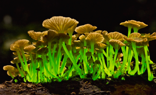 Porn nubbsgalore:among bioluminescent organisms, photos