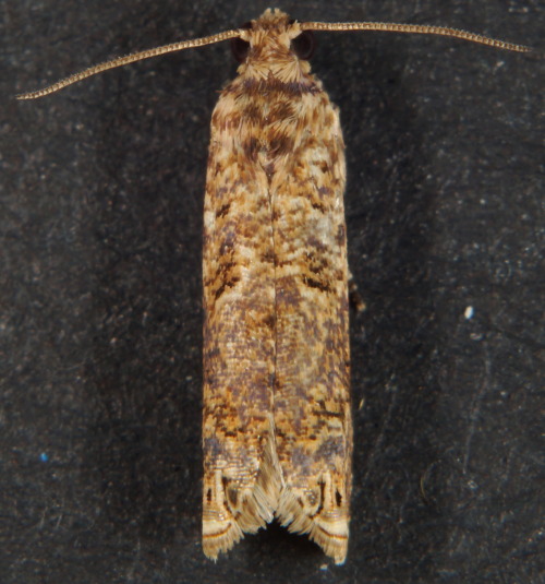 Episimus argutanus- Sumac Leaftier Moth