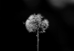 d-ivinations:  make a wish by InrglowPhoto on Flickr (edited) 