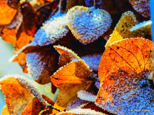 White frosted leafsCopyright ©Stefan Haase All Rights Reserved