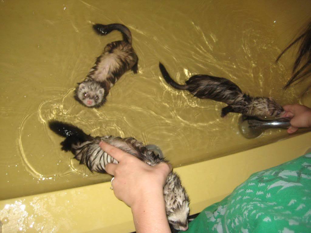 lookswhosetalkin:  love a tub with a hue. love a pet in a bah.
