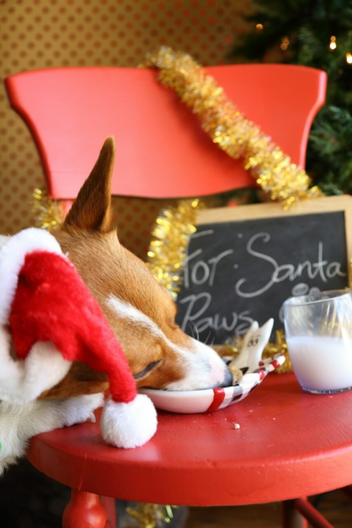 murphy-omalley: Santa Paws is coming to town!