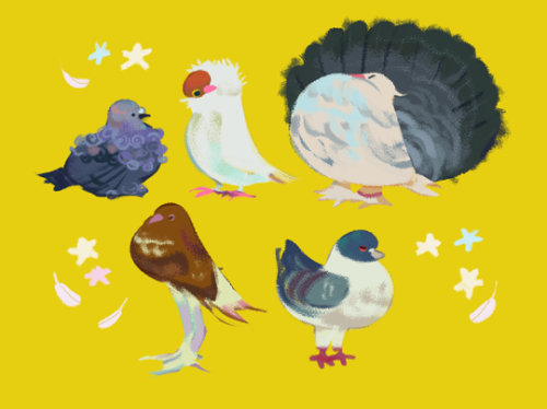 everydaylouie:FANCY PIGEONS