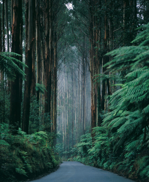 Porn photo sixpenceee:  The Black Spur road near Marysville,