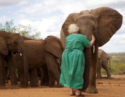 awwww-cute:Daphne Sheldrick has dedicated her life to raising orphaned elephants. Once they are old enough, they are taken to protected areas and integrated with other orphan groups. When Daphne visits, the elephants gather around her for a hug  Love