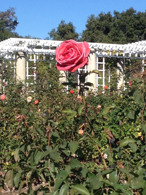 dykebruja:A beautiful flower in Huntington Gardens and a plant