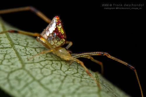 Mirror-ball Spider, Thwaitesia Pulcherrima, Theridiidae