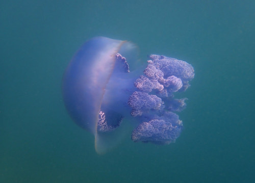 terranlifeform:Barrel jellyfish (Rhizostoma pulmo) at Halkidiki in GreeceIain Fraser