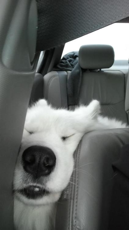 cuteanimalspics:  Turned around to see our Sammy pup asleep like this http://t.co/gWzlJrEDCg