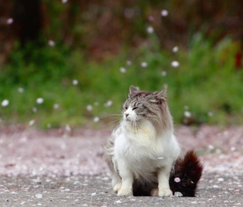 this-reading-by-lightning:mermaidheartsongs:tamorapierce:The cats were the first to love cherry blos