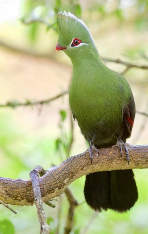 The Knysna Turaco, Also Known As The Knysna Loerie, Is A Large Turaco Species Primarily Found In Southern