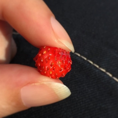 Strawberry harvest! We planted some wild strawberries last year, for ground cover under the raspberr