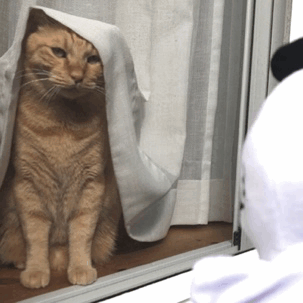 chikuwathecat:  chikuwathecat:Ghost: Trick or treat !Chikuwa: What do you want ?Ghost: