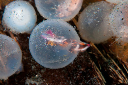 trynottodrown:  A baby Flamboyant Cuttlefish