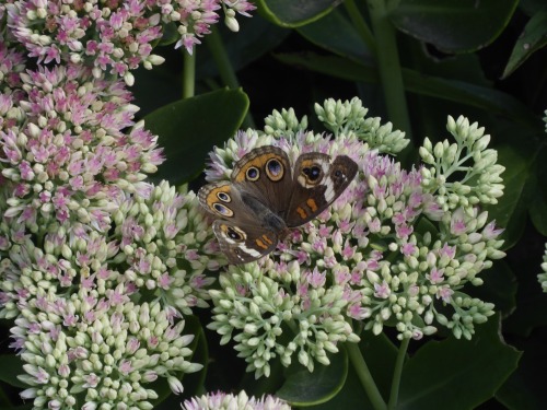 mo0nlightfaeries:pretty buckeye butterfly