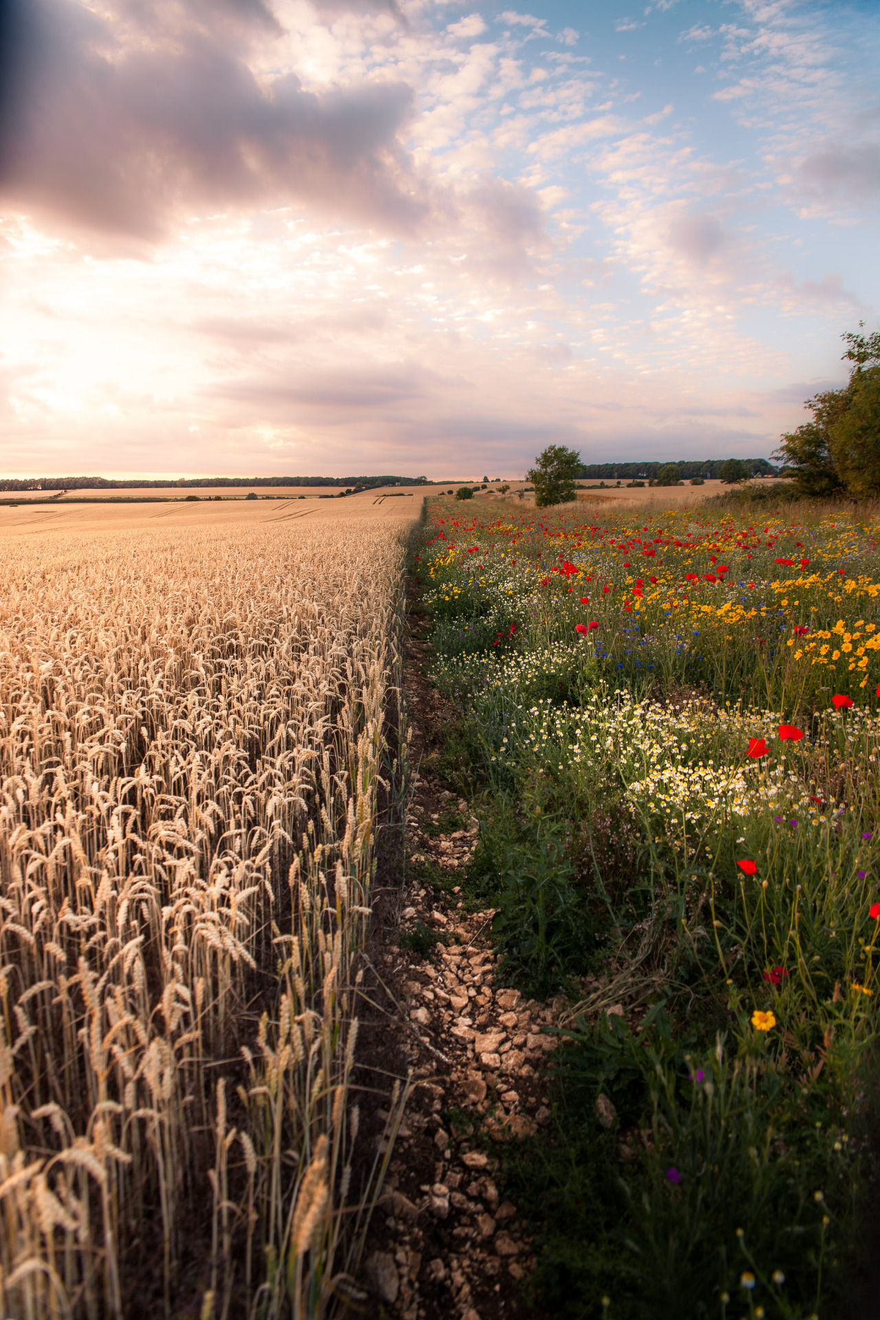 freddie-photography:  The UK always seems to put on a beautiful show. Photographed