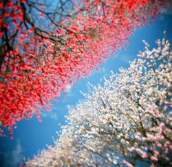 lomographicsociety:  Most Popular Photo Last Year by hodachrome Picking a favorite among the lovely flowers blooming during spring is truly challenging.  http://bit.ly/1nnb45t