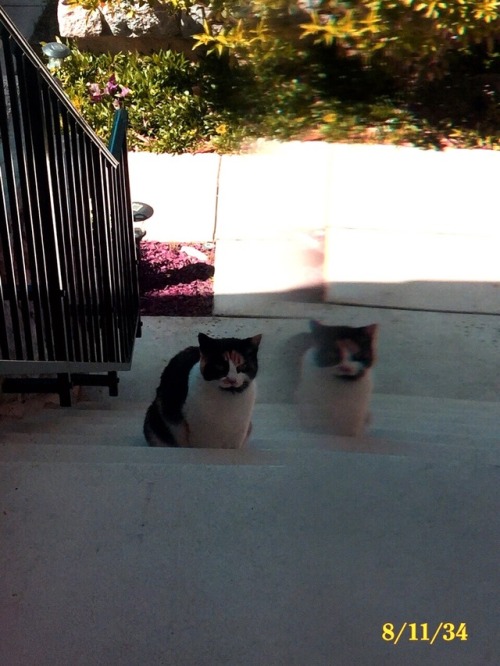 constantiyconflicted:Cat ft. ghost cat