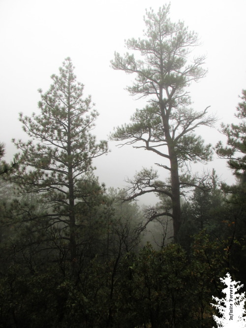 Porn infiniteforests:  A foggy autumn morning.. photos