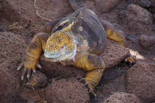 The Galápagos Islands sometimes felt like we were on another planet watching alien species! T