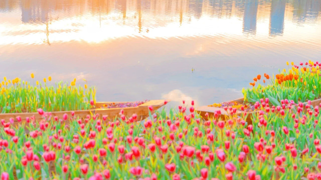 ㋡🌼Nature photography.. #EMARTUS#EMART#sunset#sunlight#red sky#tulip#photography#photo#photoart#photooftheday#flower#river#boat#tulipes#nature photography#photoblog