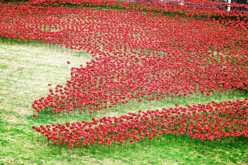 asylum-art:  Paul Cummins: 888,246 Ceramic Poppies Flow Like Blood from the Tower of London to Commemorate WWIt  The moat that surrounds the Tower of London has long stood empty and dry. This summer, it’s getting filled with 888,246 red ceramic poppies,