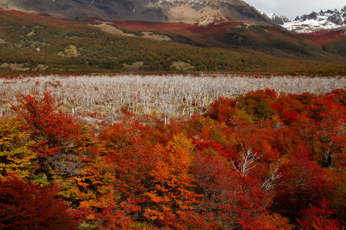 expressions-of-nature: El Chaltén, Argentina by Rodislav Driben