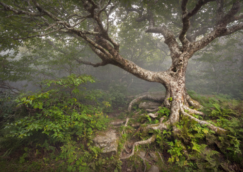 k641739021: (via 500px / Blue Ridge Parkway Asheville NC - Enduring Craggy by Dave Allen)