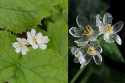 coolthingoftheday:  Diphylleia grayi - also known as the skeleton flower - is native to eastern Asia and the United States. What is unique about this flower is that its normally white petals turn transparent when touched by rain.  