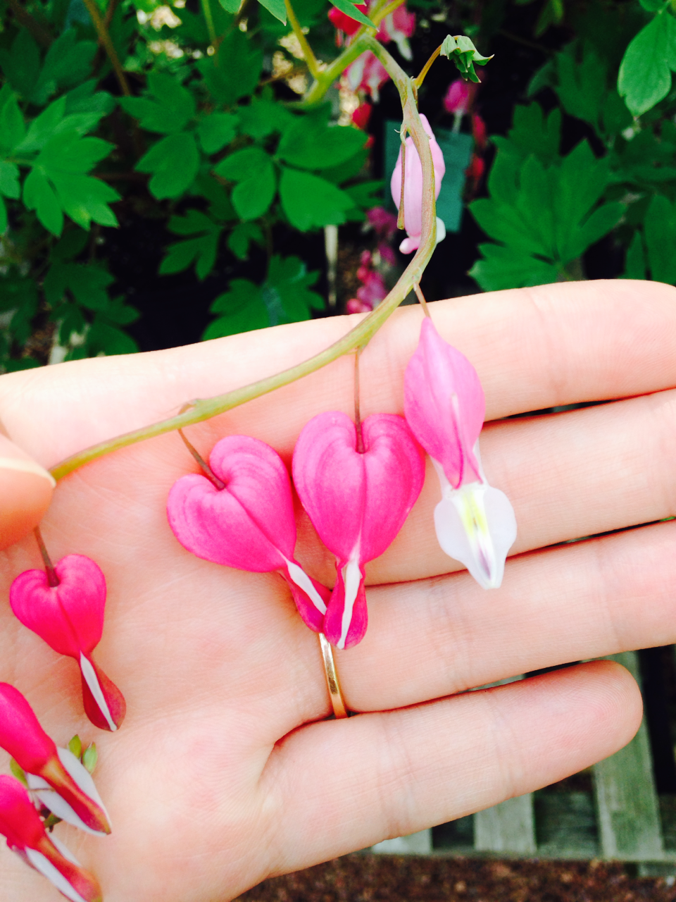peakehboo:  bleeding hearts 💕 (from my instagram: @gigigirl16)