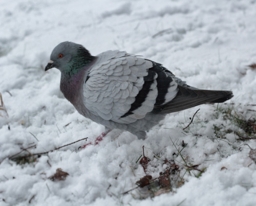 annapolisrose:Some pigeons in the snow.