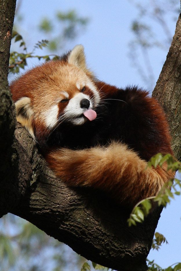 wildlifepower:   R-R-R-RED PANDAS TIME!!! The red panda (Ailurus fulgens), also called