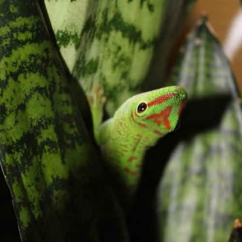 madagascargiantdaygecko: Lord Baltimore